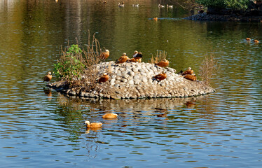 Wild Ruddy Ducks  on the lake in Moscow, Russia