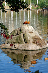 Wild Ruddy Ducks  on the lake in Moscow, Russia
