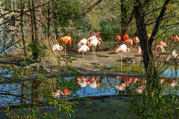 Pink and red flamingos in Moscow Zoo, Russia