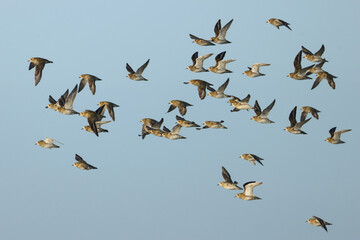 A flock of migrating Golden Plover, Pluvialis apricaria, flying in the blue sky.