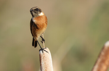 A male Stonechat, Saxicola rubicola, perching on a Bulrush. It is hunting for insects to eat.