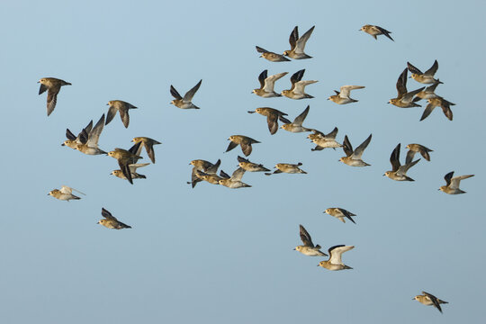 A flock of migrating Golden Plover, Pluvialis apricaria, flying in the blue sky.