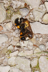 Gemeine Totengräber, Nicrophorus vespillo