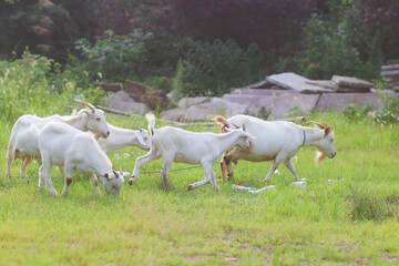 Fototapeta premium Herd of White Goats Grazing in a Green Field