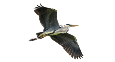 Grey Heron, in flight with wings spread wide showing detailed feathers and orange beak, cutout, PNG isolated on white or transparent background