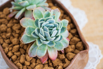 Echeveria Succulent with Crushed Rock Top Dressing