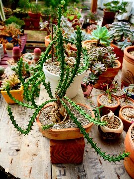 The strangeness of Euphobia cactus