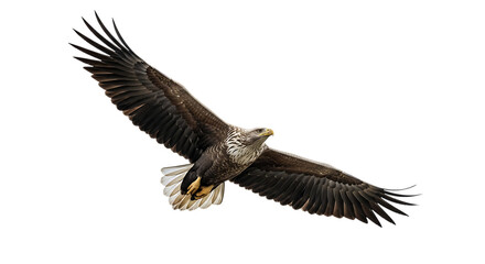 White tailed eagle, with wings spread wide in flight, cutout, PNG isolated on white or transparent background
