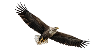 White tailed eagle, with wings spread wide in flight, cutout, PNG isolated on white or transparent background