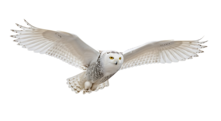 Snowy owl, with wings spread wide in flight, cutout, PNG isolated on white or transparent background