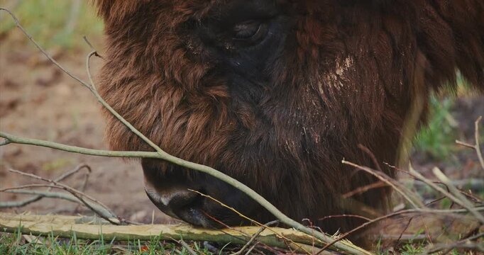European Wood Bison Grazing In Aviary Zoo. European Bison Or Bison Bonasus, Also Known As Wisent. Close up muzzle lips,