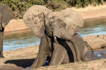Young elephant enjoys a muddy bath near the river at sunset