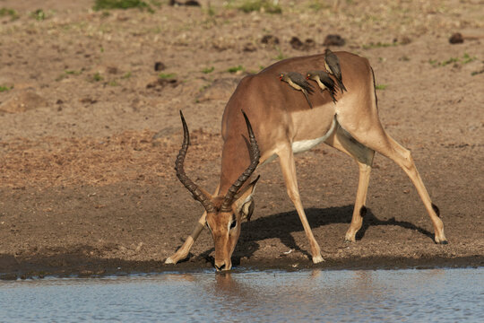 Impala quenches thirst as oxpeckers rest on its back by water