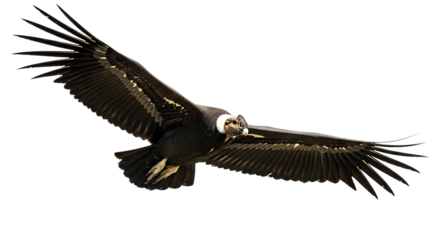 Andean Condor, with wings spread wide in flight showcasing detailed feathers and white neck ruff, cutout, PNG isolated on white or transparent background