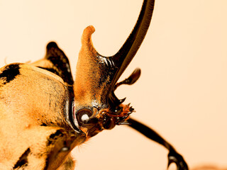Détail de la tête et de la corne du scarabée Éléphant Megasoma elephas elephas – macro naturaliste sur la morphologie d’un coléoptère tropical