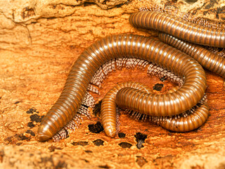 Archispirostreptus gigas – iule géant africain en gros plan sur écorce, macro naturaliste du diplopode le plus grand du monde