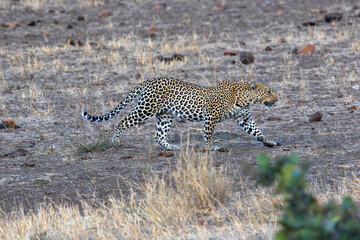 Leopard moves stealthily across dry grassland as evening approaches