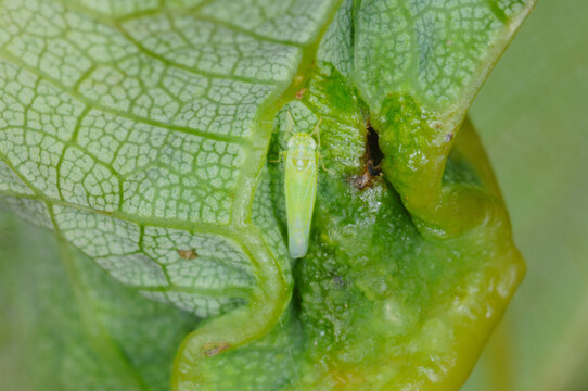 Gr&uuml;ne Rebzikade,  Empoasca vitis