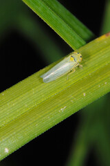 Knaulgraszirpe, Cicadula persimilis