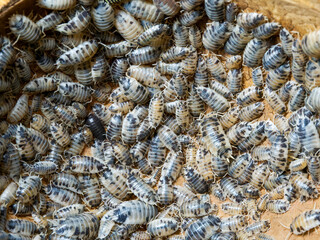 Porcellio laevis “Dairy Cow” – macro d’une colonie d’isopodes décomposeurs aux motifs contrastés noir et blanc