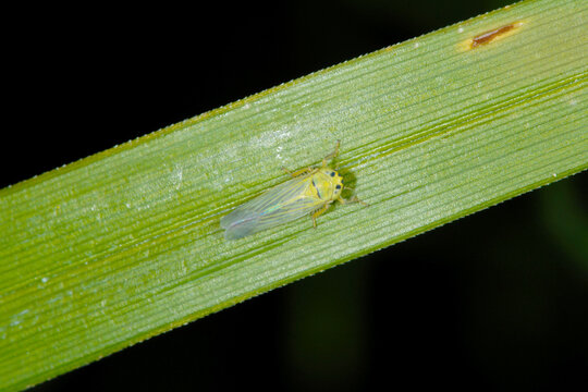 Knaulgraszirpe, Cicadula persimilis