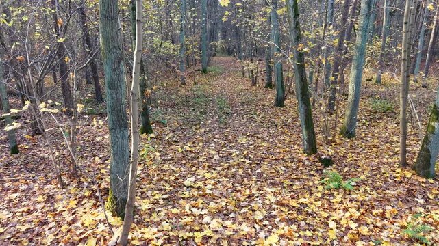 Aerial along trail autumn forest leaves Poland 2 4K. Thick Pine, oak, birch forests with rural farm agriculture farm land. Season climate change. Colorful trees and trail. Europe recreation.