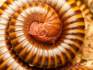 Spirostreptidae sp. “Togo” – diplopode tropical d’Afrique de l’Ouest en position...