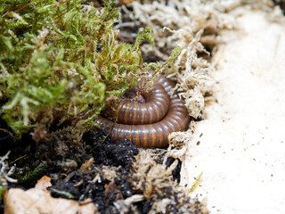 Telodeinopus aoutii – diplopode africain dans la litière forestière tropicale