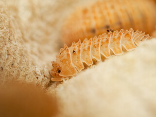 Cloportes juvéniles Cristarmadillidium muricatum se développant dans un environnement fibreux naturel – macrofaune du sol et décomposition organique