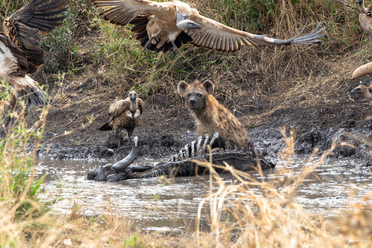 Hyena enjoys a meal with vultures circling in the African wilderness