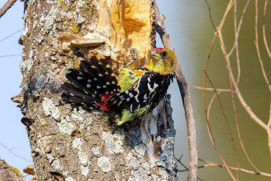 A Crested Barbet perches on a branch looking around
