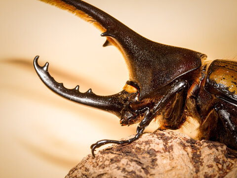 Scarab&eacute;e Hercule Dynastes hercules bleuzeni &ndash; macro naturaliste d&rsquo;un col&eacute;opt&egrave;re m&acirc;le &agrave; corne, famille des Dynastidae