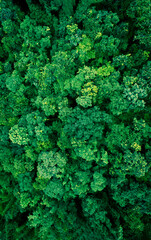 Top view of a young green forest in spring or summer	