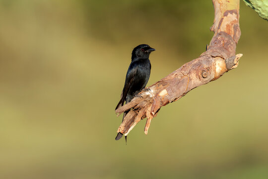 A Fork-tailed Drongo stands alert on a branch surrounded by nature