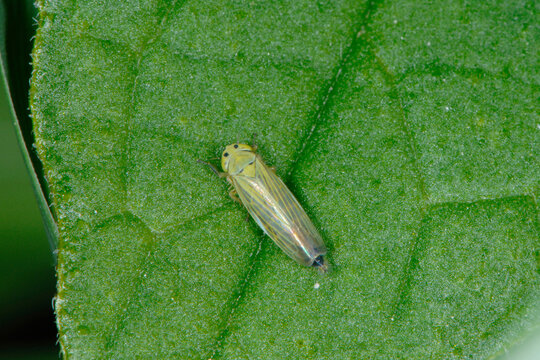 Knaulgraszirpe, Cicadula persimilis