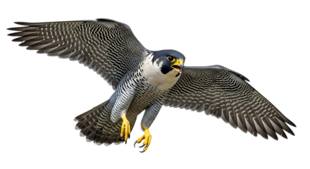 Peregrine falcon, in flight with wings spread showing detailed feather patterns and yellow talons, cutout, PNG isolated on white or transparent background