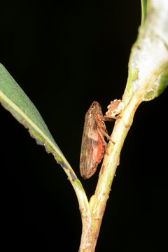 S&uuml;dliche Strauchzirpe, Fieberiella florii
