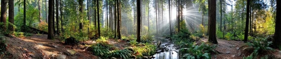 Obraz premium Panoramic View Of Forest With Sunlight Streaming Through Trees And A Small Stream Ideal For Nature And Environment