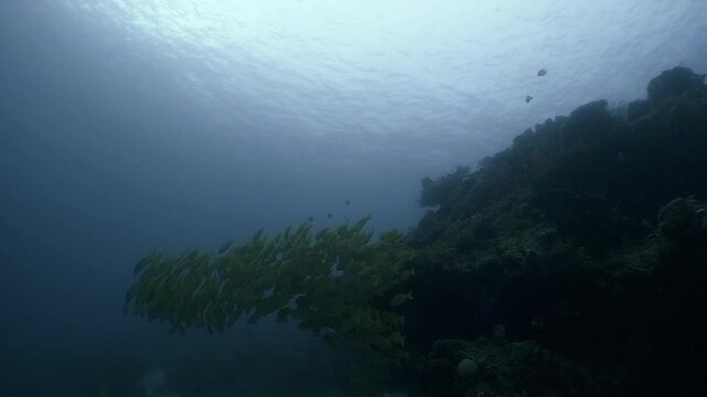 a massive school of Yellowfin snappers gliding together over the rocky coral formations in slow motion high resolution underwater scenery