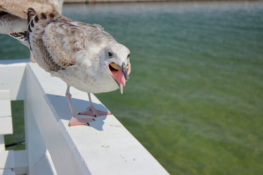 Close-up of seagull with open beak on white railing in Sopot