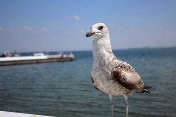 Close-up of seagull against Baltic Sea horizon in Sopot