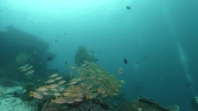 a massive school of Yellowfin snappers gliding together over the rocky coral formations in slow motion high resolution underwater scenery