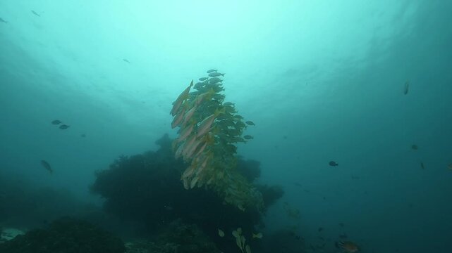 a massive school of Yellowfin snappers gliding together over the rocky coral formations in slow motion high resolution underwater scenery
