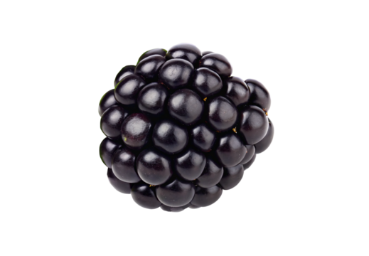 Ripe blackberry fruit, plump juicy dark purple berry with glossy spherical drupelets, isolated on a transparent background