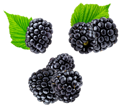 photograph featuring a lush cluster of ripe, glossy black blackberries interspersed with bright green leaves, creating a vibrant contrast isolated on black.