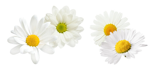 cluster of beautiful white daisy flowers with bright yellow and light green centers isolated on a pure transparent background, natural spring photograph.