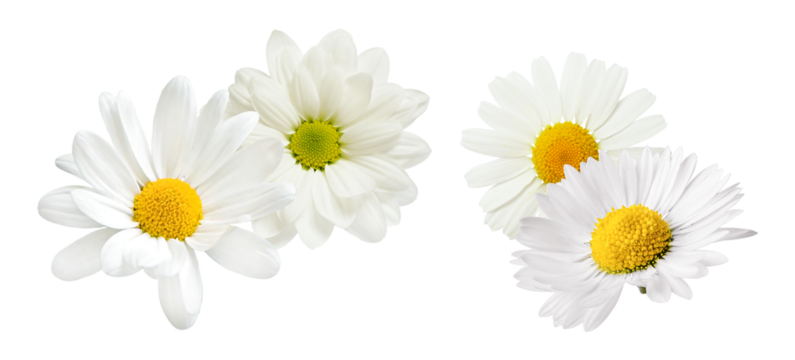cluster of beautiful white daisy flowers with bright yellow and light green centers isolated on a pure transparent background, natural spring photograph.
