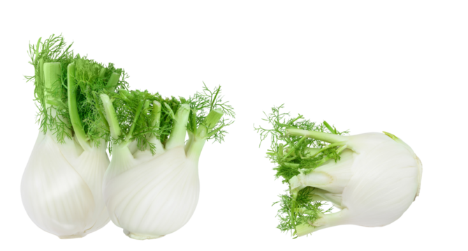 group of fresh raw fennel bulbs with feathery green fronds isolated horizontally on a pure transparent background, detailed culinary photograph.