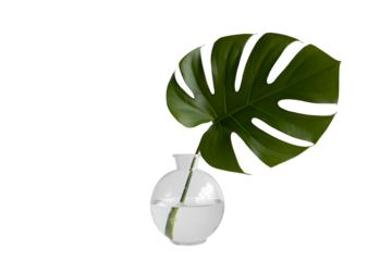 Monstera leaf in a modern vase with water isolated on transparent background