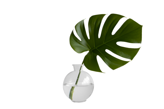Monstera leaf in a modern vase with water isolated on transparent background - Powered by Adobe
